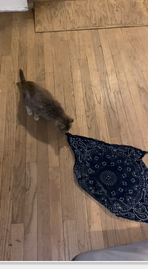 Miacus 🐈 and the Damn Bana.  AKA her 1st Caper 