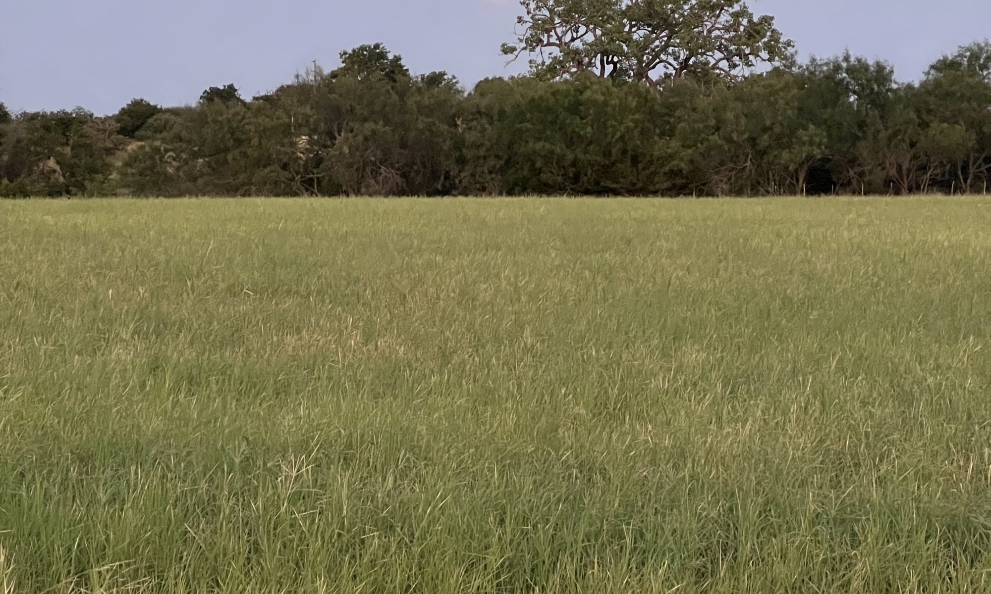 The pasture